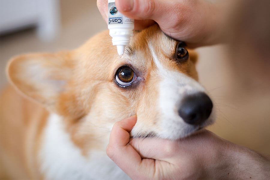 Ingredients of CAN-C Eye Drops for Cataracts