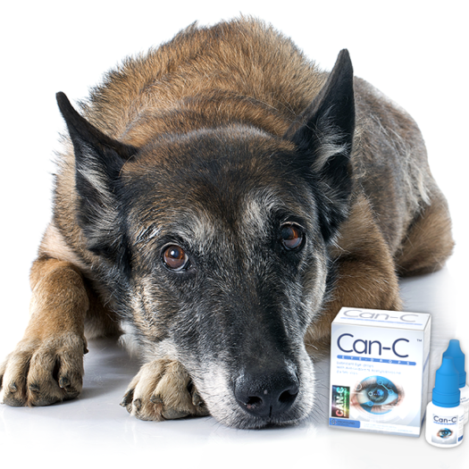 cataract drops for dogs