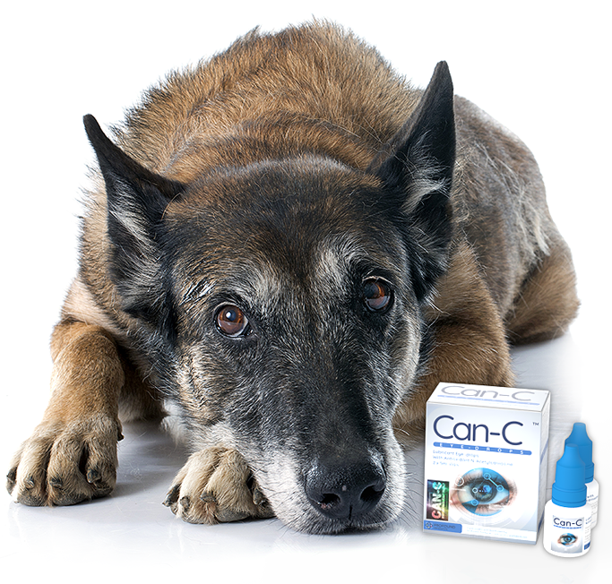 canc eye drops for dogs