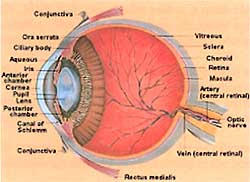 eyeanatomy